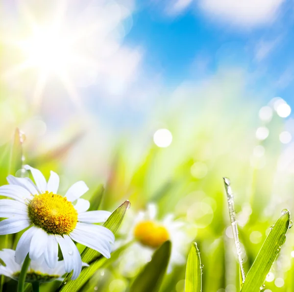 Arte abstrato fundo verão flor na grama com gotas de água — Fotografia de Stock