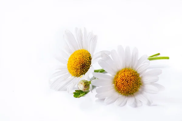 Margaritas de arte verano flor blanca aislada sobre fondo blanco — Foto de Stock