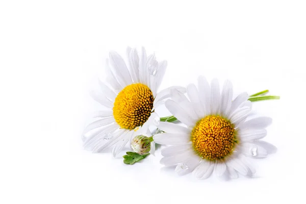 stock image Art daisies summer white flower isolated on white background