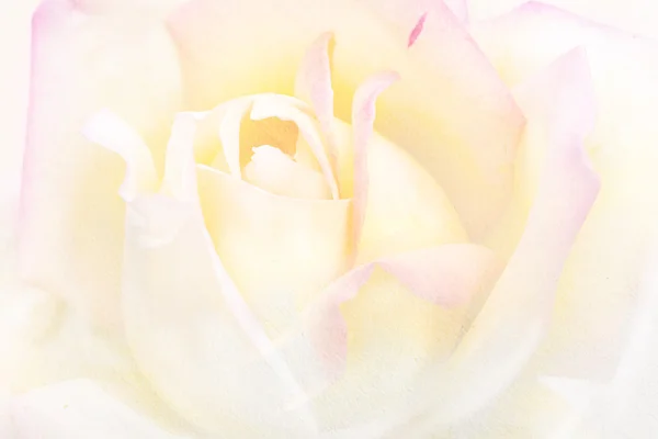 Художественный винтажный фон розового цветка в акварели — стоковое фото