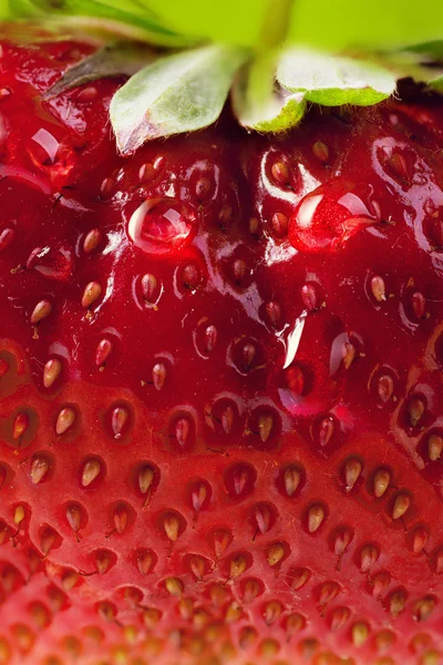 Bakgrund sommaren strawberry farm — Stockfoto