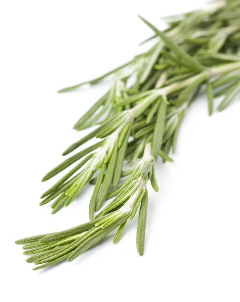 stock image Sprig of fresh rosemary