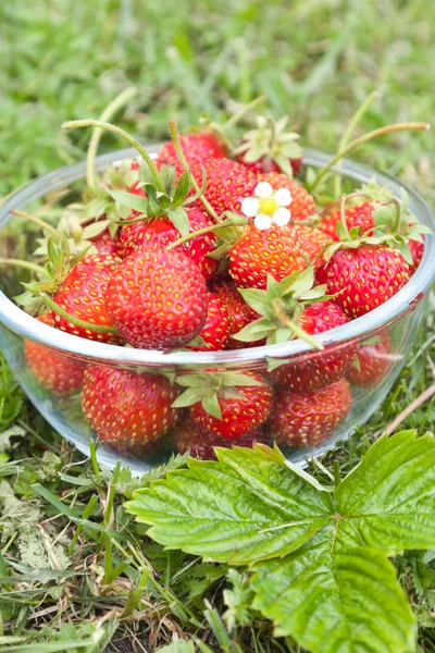 Freshly picked strawberries — Stock Photo, Image