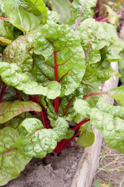 Fresh beet plants in a market garden clipart