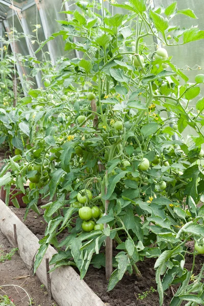 Ντομάτα φυτά που αναπτύσσονται σε οικόπεδο σπίτι veggie — Φωτογραφία Αρχείου