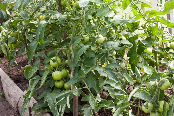 stock image Tomato plant with immature fruit