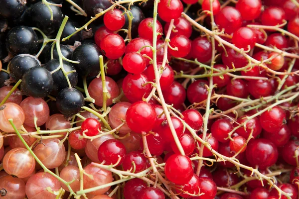 Kleurrijke krenten in kleurenassortiment — Stockfoto