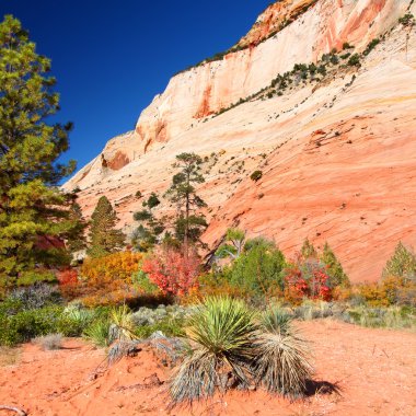 Zion national park Jeoloji