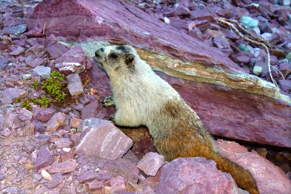 Marmotta di Hoary (Marmota caligata ) — Foto Stock