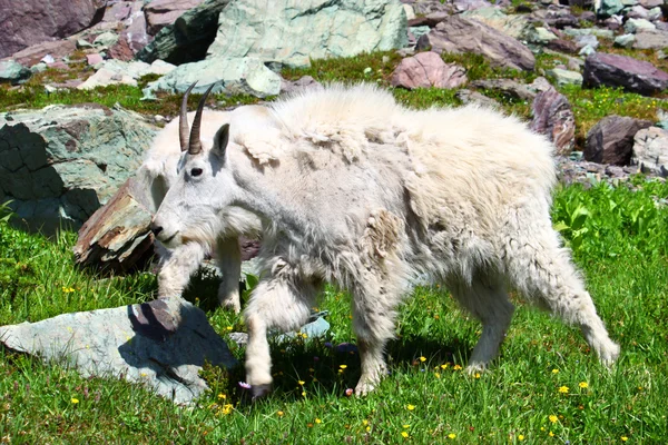 Mountain Goat (Oreamnos americanus) — Stock Photo, Image