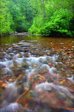 Balık creek glacier Ulusal Parkı