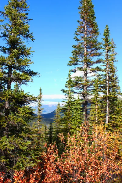 Bosque canadiense Paisaje — Foto de Stock