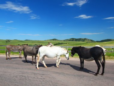 Custer State Park Burros clipart