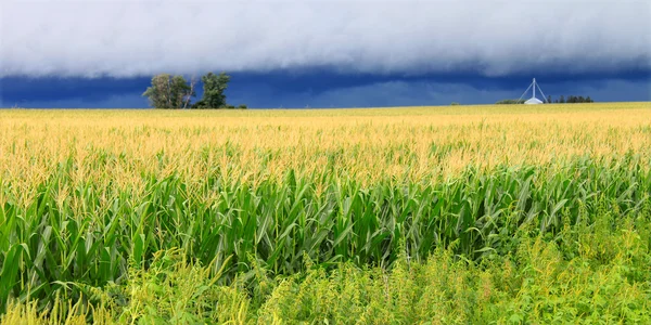 イリノイ州のトウモロコシ畑雷雨 — ストック写真