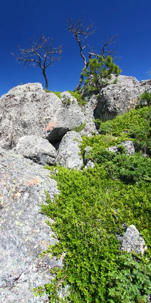 ブラック ・ ヒルズ国立森林景観の位置づけ — ストック写真