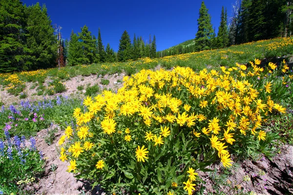 Yellowstone national park wilde bloemen — Stockfoto