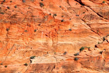 Zion national park kumtaşı kaya