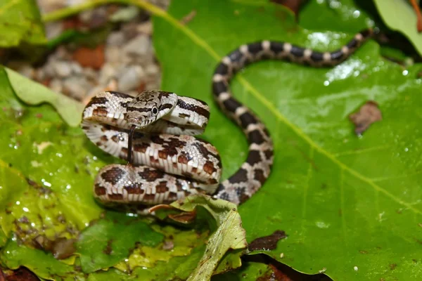 Szürke patkány kígyó (Elaphe obsoleta) — Stock Fotó