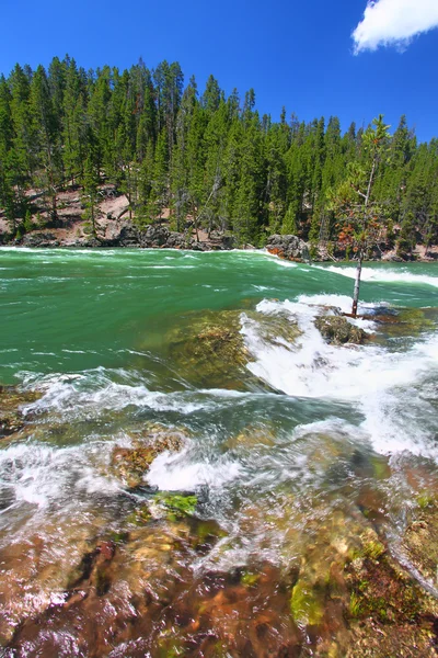 Yellowstone River Rapids — Stock Photo, Image