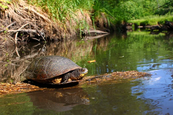 Blandings Turtle Basking on Log — Stock Photo, Image