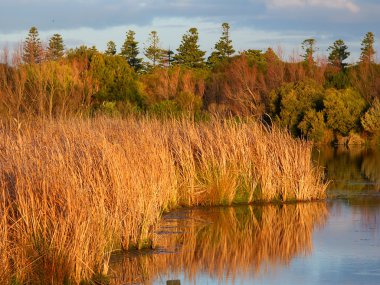 Lake pertobe warrnambool Avustralya