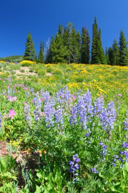 Yellowstone Ulusal Parkı kır çiçekleri