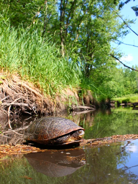 Blandings sköldpadda sola på Stock — Stockfoto