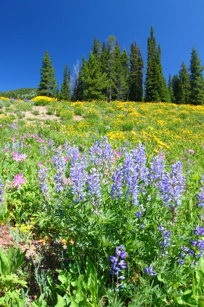 Parque Nacional Yellowstone Flores silvestres —  Fotos de Stock