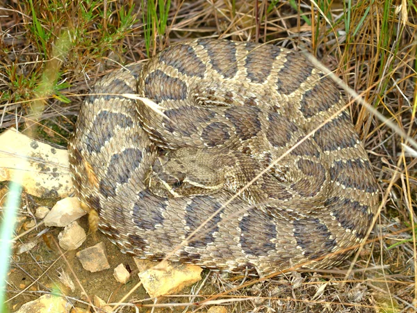 Serpiente de cascabel de pradera (Crotalus viridis ) — Foto de Stock