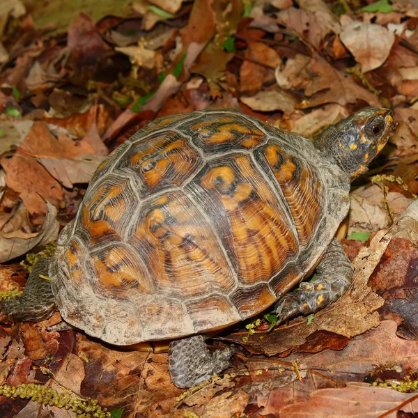 Box turtle i alabama — Stockfoto
