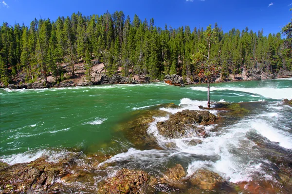 Rio Yellowstone Rapids — Fotografia de Stock
