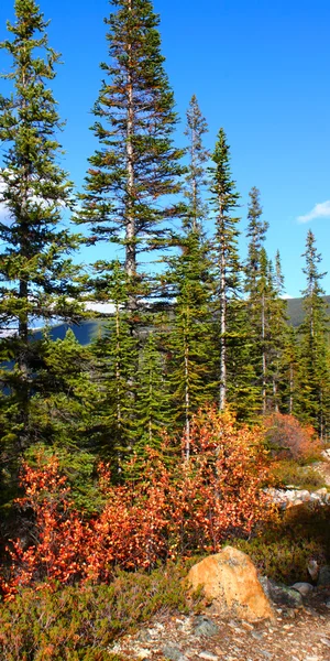 カナダの森林景観の位置づけ — ストック写真