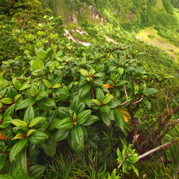 São Cristóvão Vegetação tropical — Fotografia de Stock