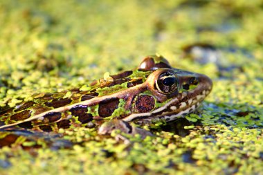 Northern Leopard Frog (Rana pipiens) clipart