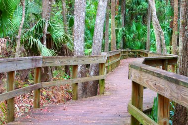 Highlands Hammock State Park clipart