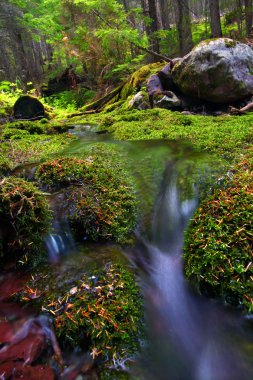 Moss Covered Forest and Stream clipart