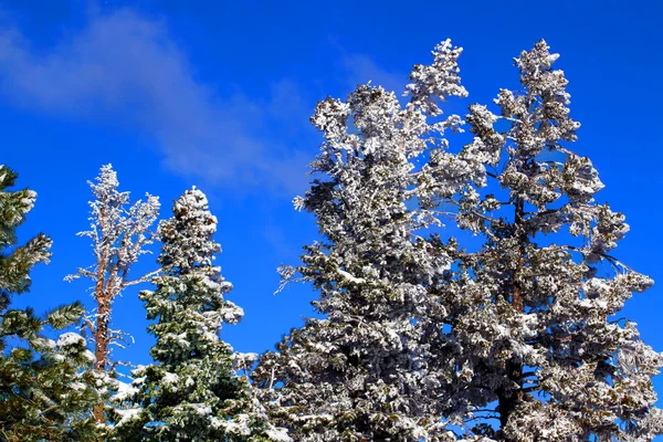 Сильні снігопади в сосновому лісі — стокове фото
