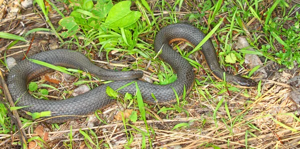 Serpiente reina (Regina septemvittata ) — Foto de Stock