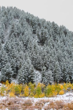 Bridger Teton Ulusal Ormanı