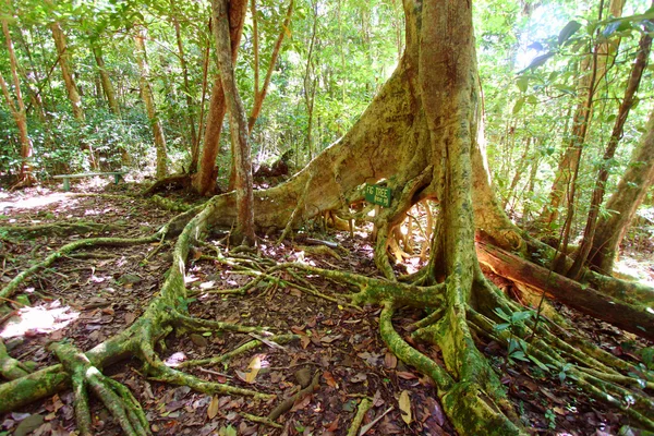 Drzewo figowe w Wyspy Dziewicze — Zdjęcie stockowe