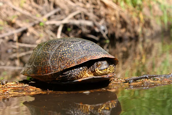 Blandings sköldpadda sola på Stock — Stockfoto