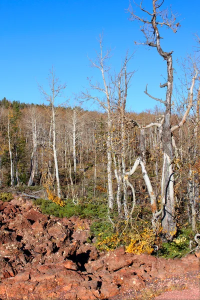 ディクシー国有林溶岩フィールド — ストック写真