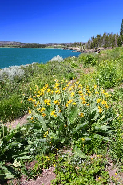 Yellowstone Lake e flores silvestres — Fotografia de Stock