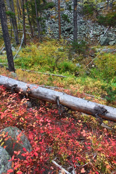 蒙大拿州秋季森林景观 — 图库照片