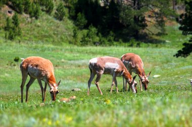 Pronghorn (Antilocapra americana)