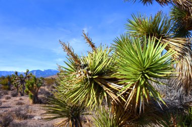 Joshua Tree (Yucca brevifolia) Nevada