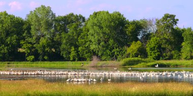 American White Pelicans in Illinois clipart