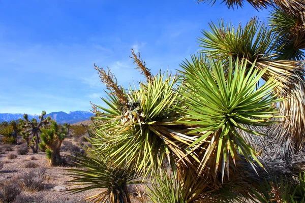 Drzewo Jozuego (Yucca brevifolia) Nevada — Zdjęcie stockowe