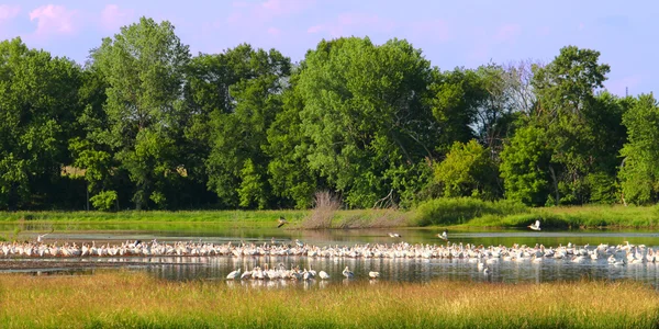 Pelicans bianchi americani in Illinois — Foto Stock