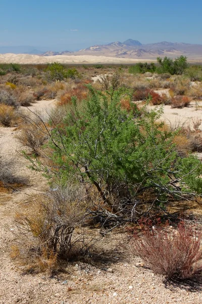 Wüstenvegetation und Kelsodünen — Stockfoto